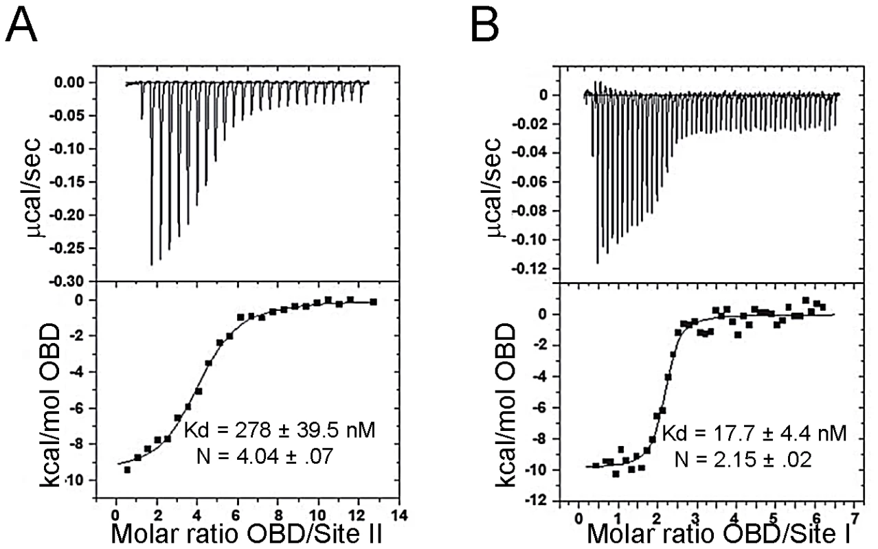 Determining the affinity of the JCV OBD for oligonucleotides containing the Site II and Site I regions of the viral origin.