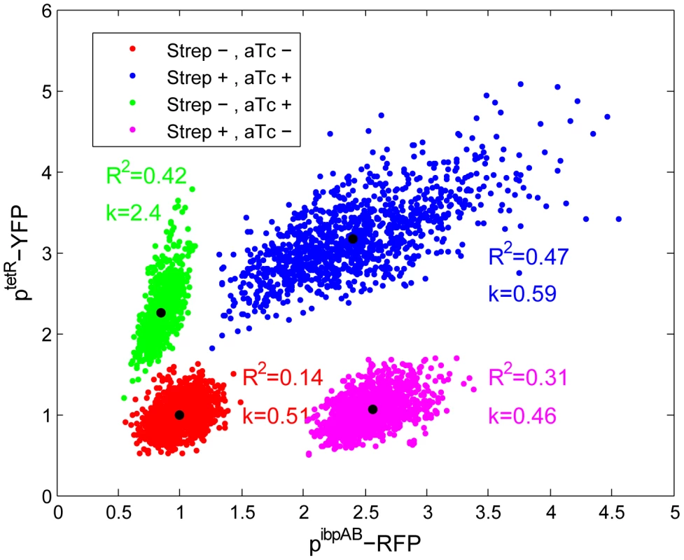 Increased cellular membrane permeability following stress induction.