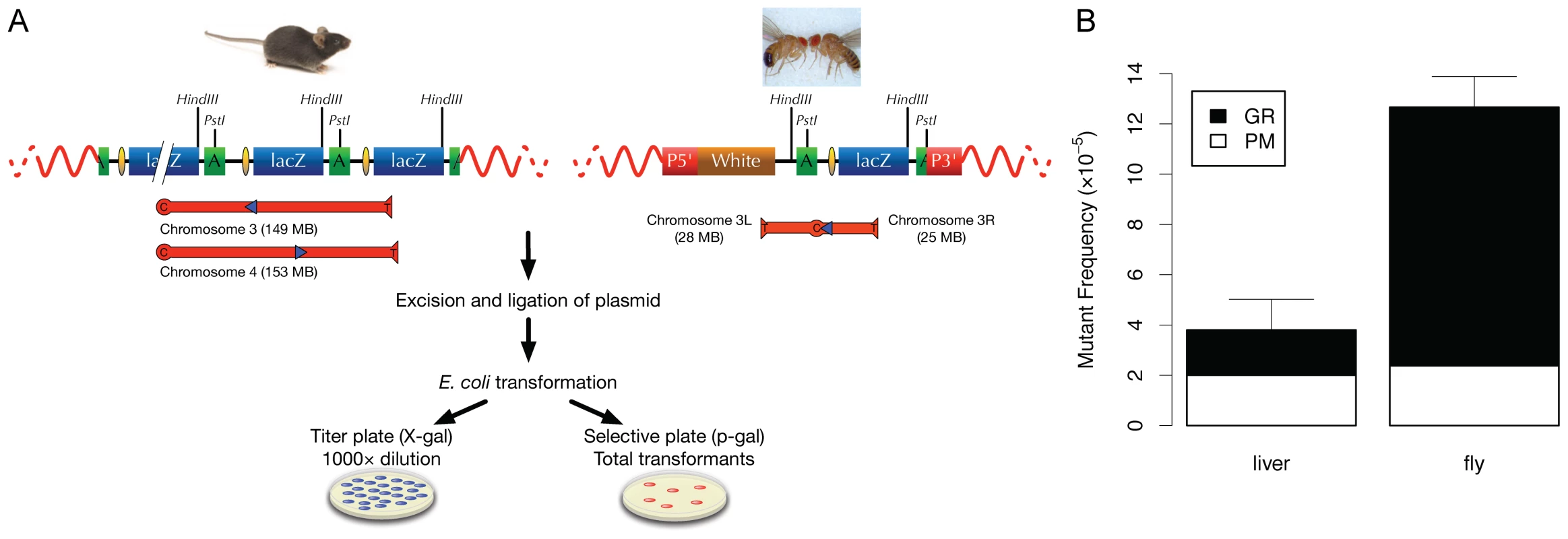 Comparative analysis of somatic mutations in mice and flies.