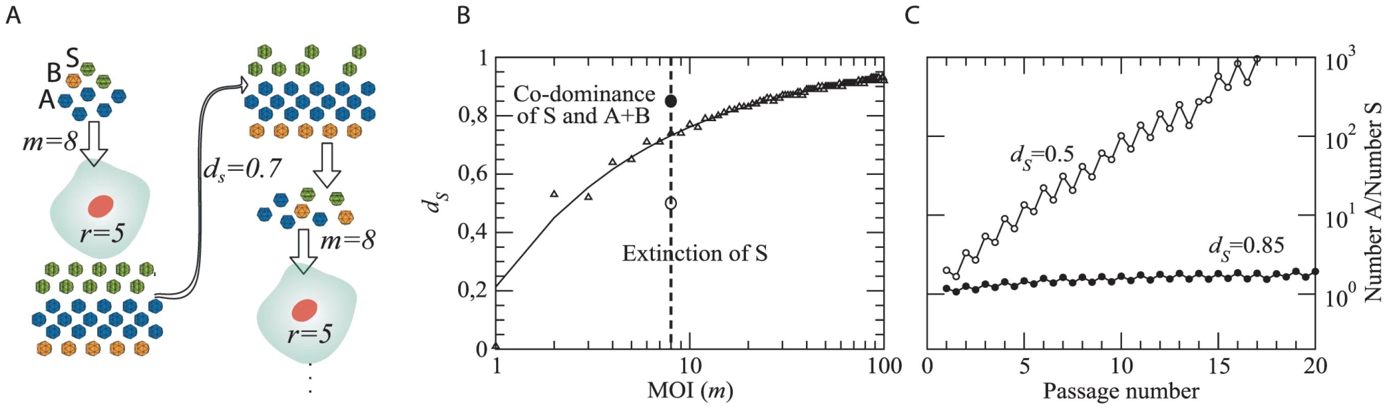 Computational model for the competition between ST and segmented forms.