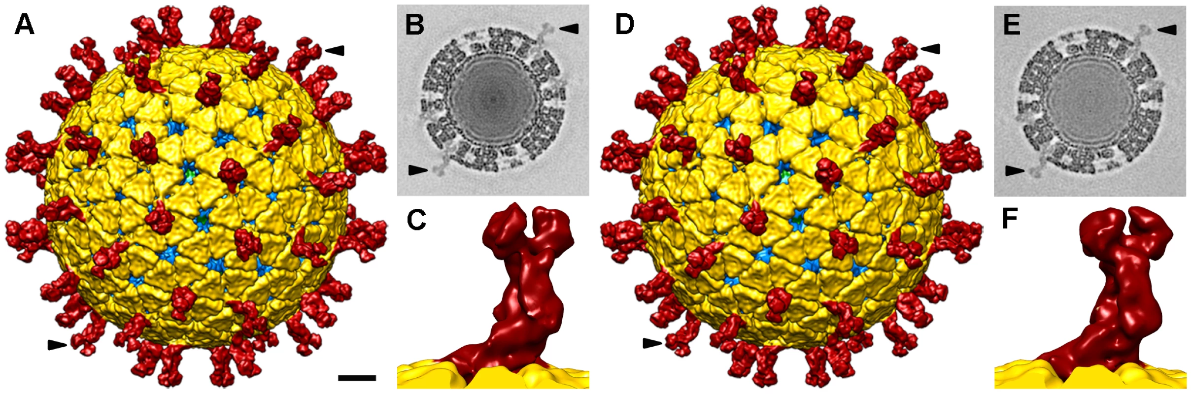 Single particle three-dimensional structures of SA11 NTR- and TR-TLP.