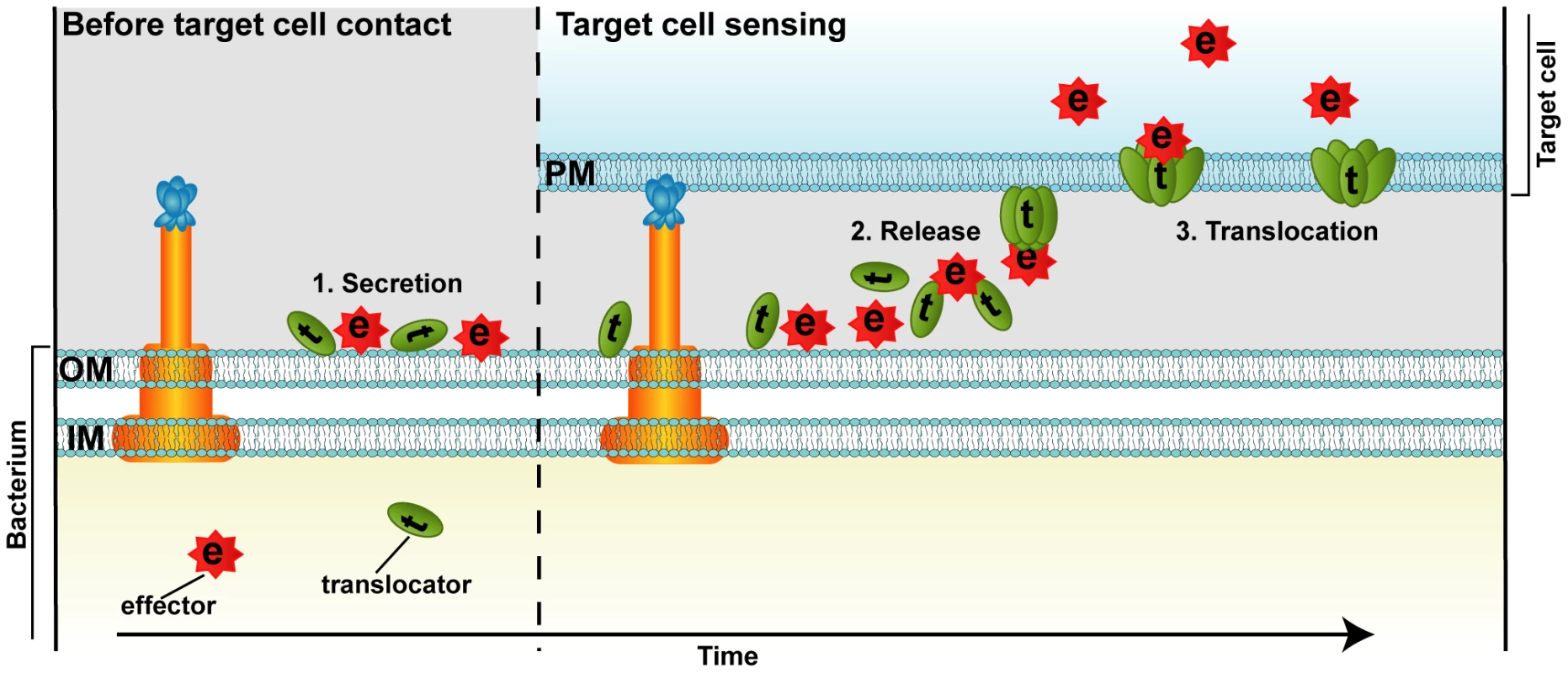 Proposed model for T3SS-dependent protein translocation by a binary AB toxin like mechanism.