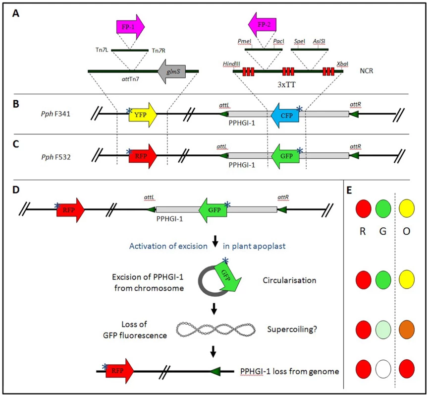 Generation of strains of <i>P. syringae</i> pv. <i>phaseolicola</i> 1302A tagged with fluorescent proteins.
