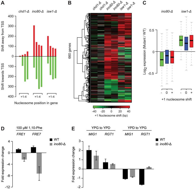Loss of Ino80 or Isw1 leads to +1 nucleosome shifts at a subset of genes.