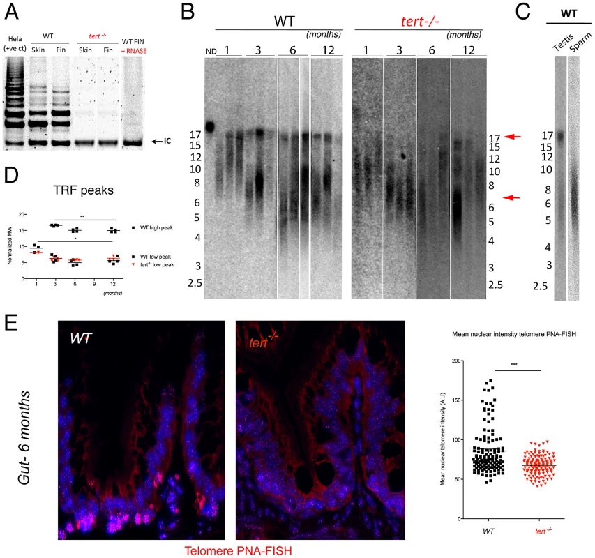Telomerase mutant zebrafish have shorter telomeres than WT siblings.