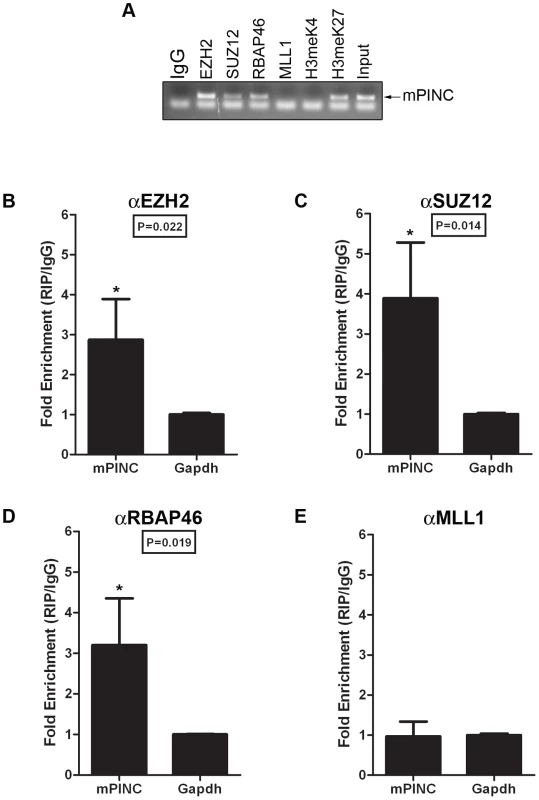 <i>mPINC</i> associates with PRC2 in the 16-day pregnant mammary gland.