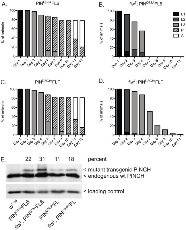 PINCH associates with ILK and RSU1 in order to suppress the larval lethality of <i>flw<sup>7</sup></i> mutants.