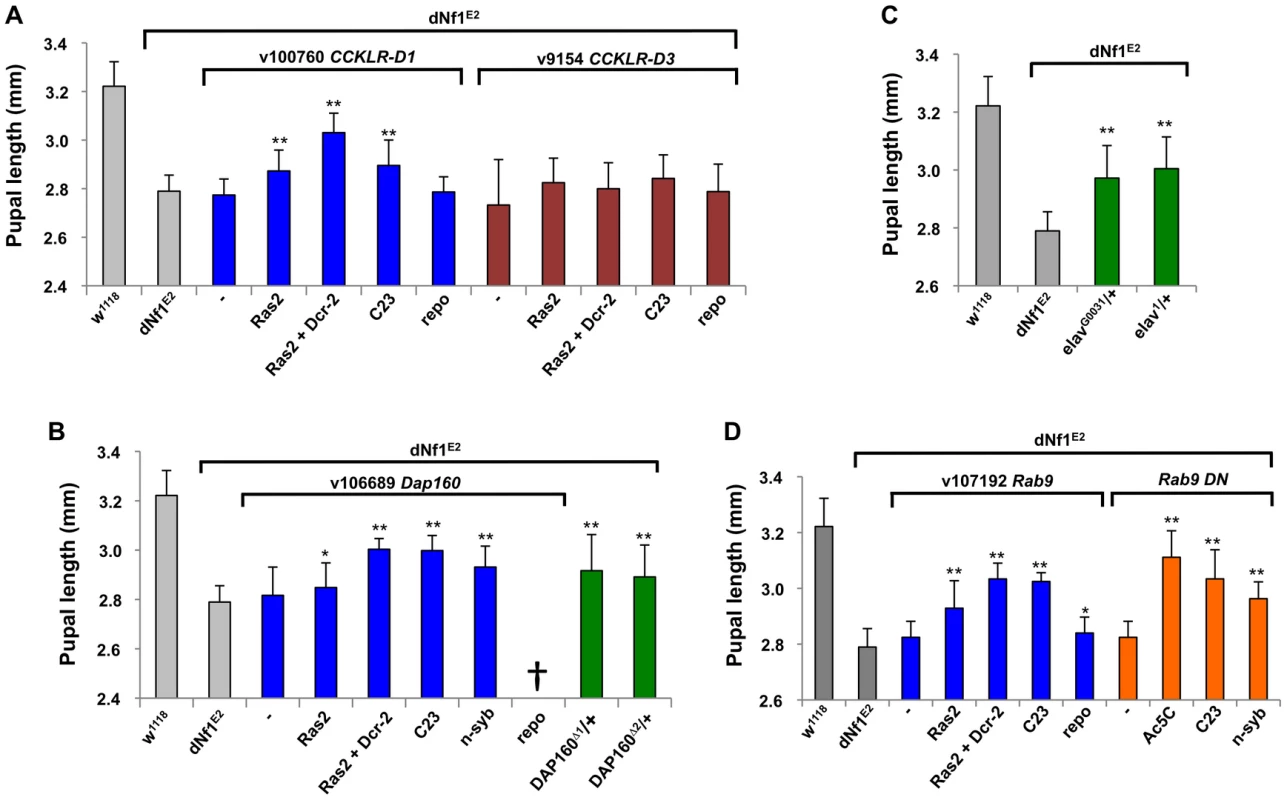 Validation of <i>dNf1</i> modifiers with neuronal functions.