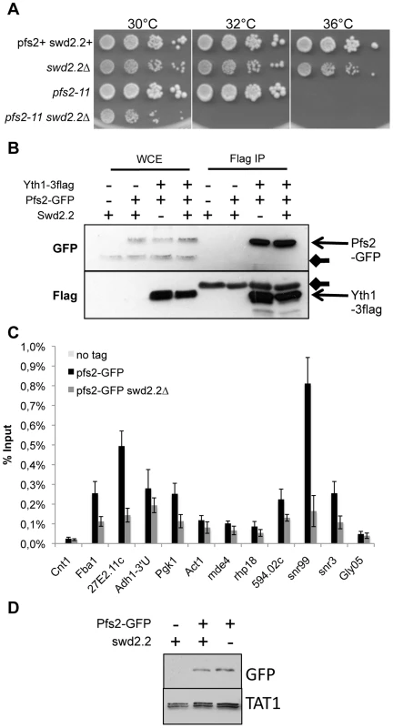 Swd2.2 facilitates the function of the CPF.