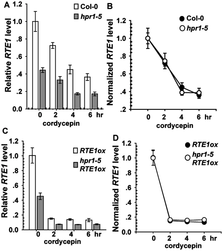 <i>RTE1</i> degradation with cordycepin treatment.