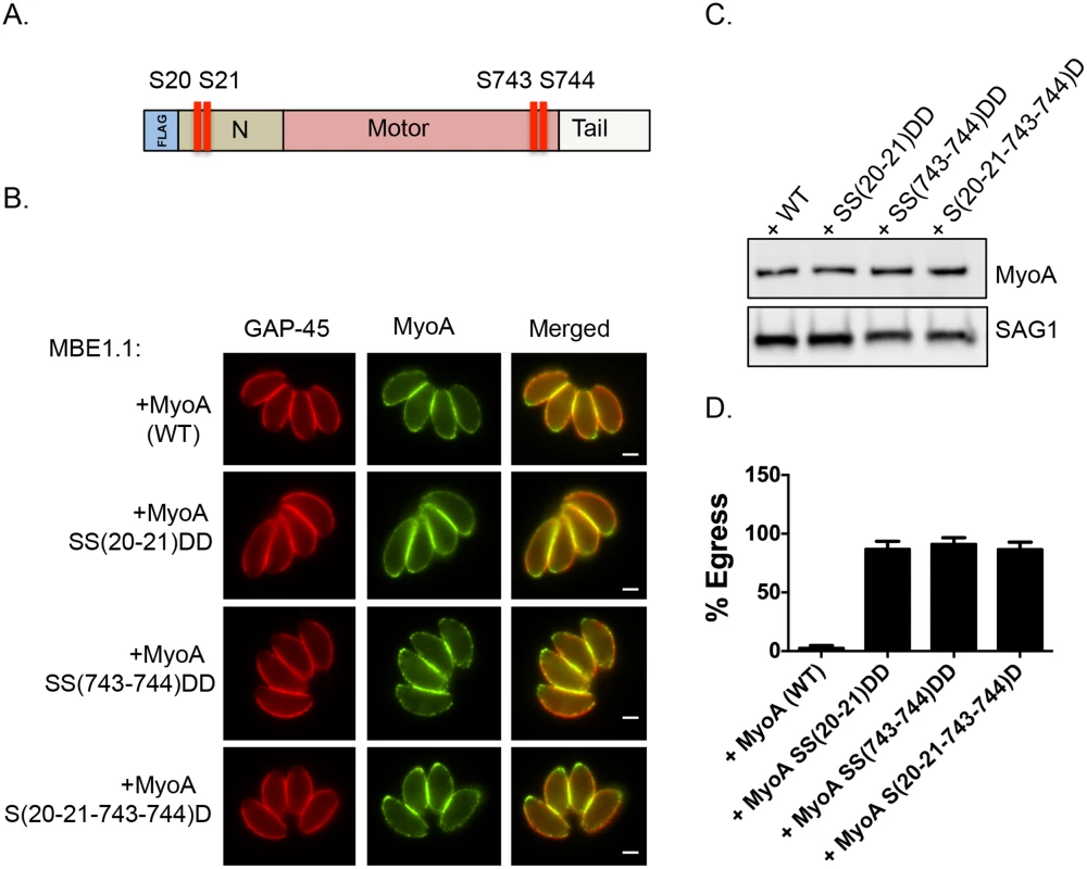 Constitutive phosphorylation of TgMyoA negates the requirement for TgCDPK3 during egress.