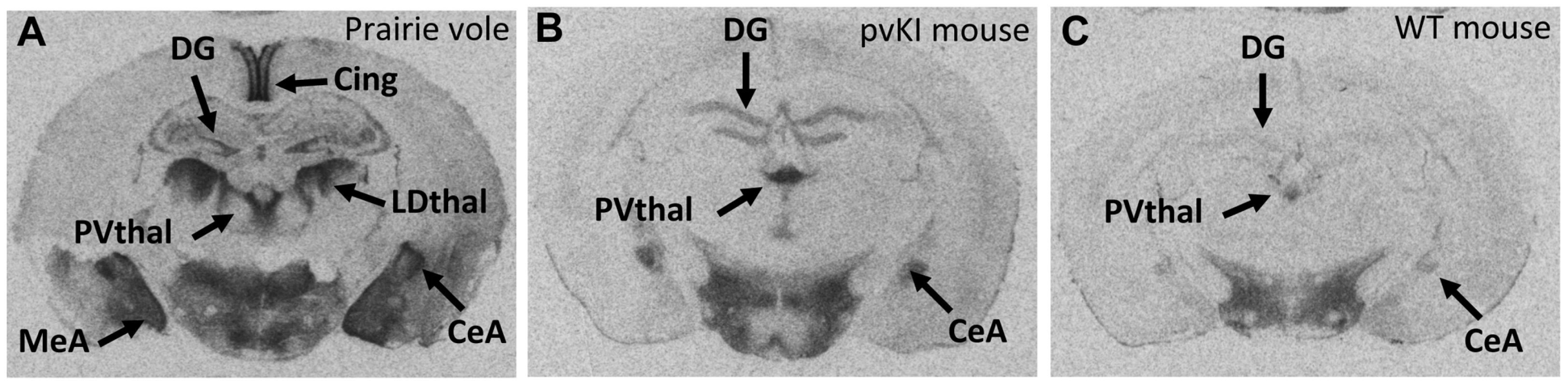 The 5′ flanking region of <i>Avpr1a</i> contributes to neural V1aR expression patterns.