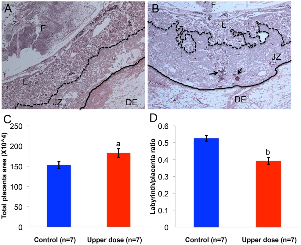 BPA exposure was associated with defective placental development.