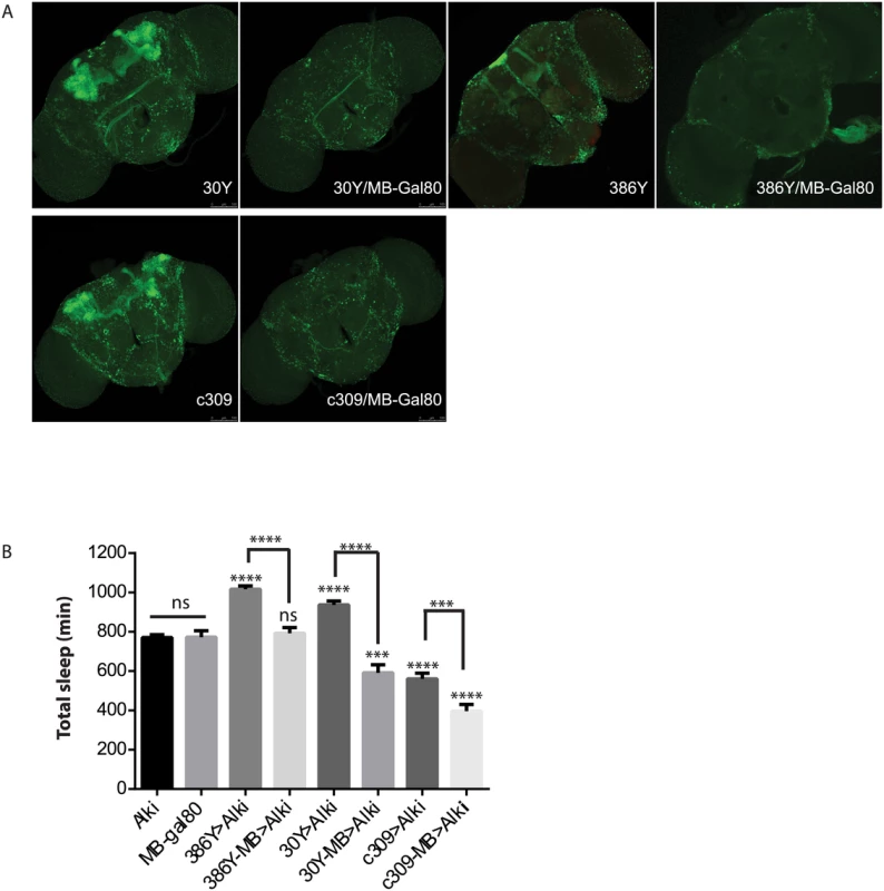 ALK functions in the mushroom body to inhibit sleep.