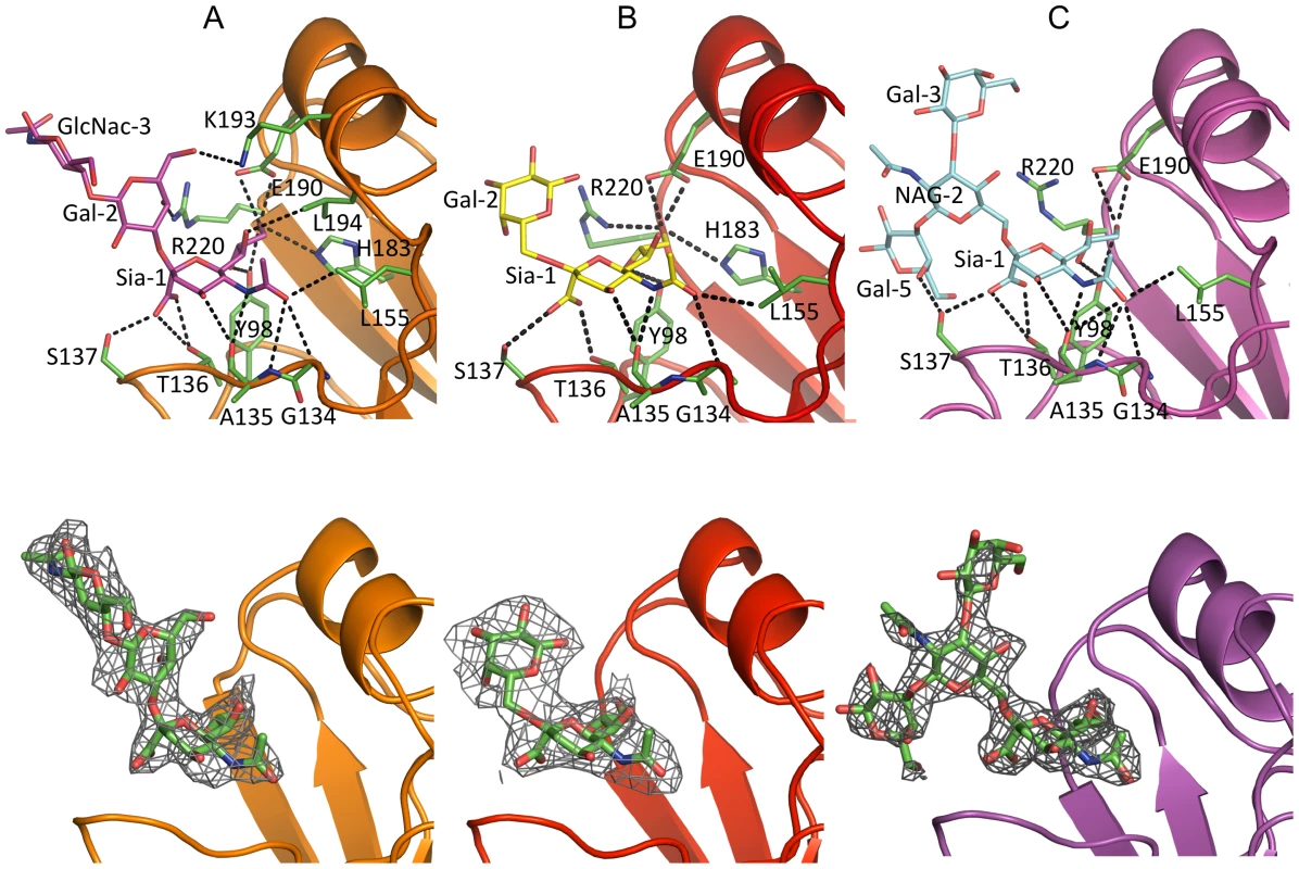 Glycan interactions within the NY107 RBS.