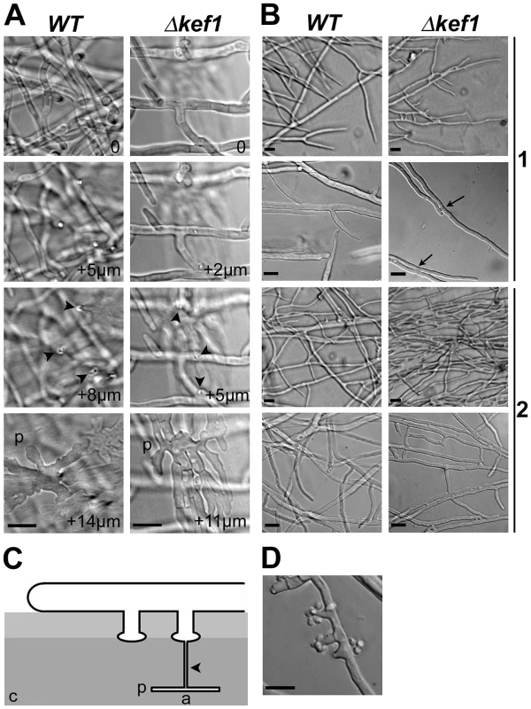Microscopic phenotypes of <i>Δkef1</i> (<i>ΔPahmg9</i>) strain.