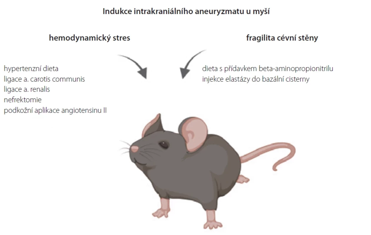 Možností indukce intrakraniálního aneuryzmatu u myši. Ve většině modelů se používá kombinace hemodynamického stresu a fragilita cévní stěny.