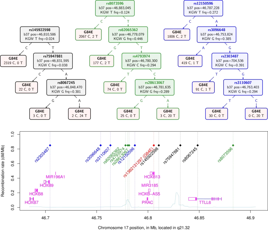Confirmation of <i>HOXB13</i> G84E mutation status from classification and regression tree.