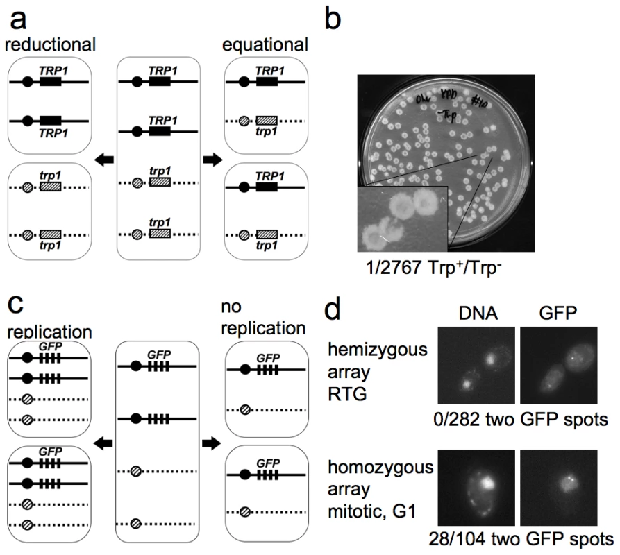 The first cell division after RTG involves equational chromosome segregation without replication.