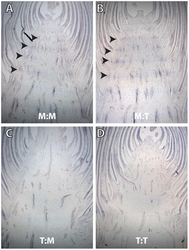 Longitudinal sections of ear-forming primary lateral branches hybridized with antisense <i>gt1</i> RNA probe.