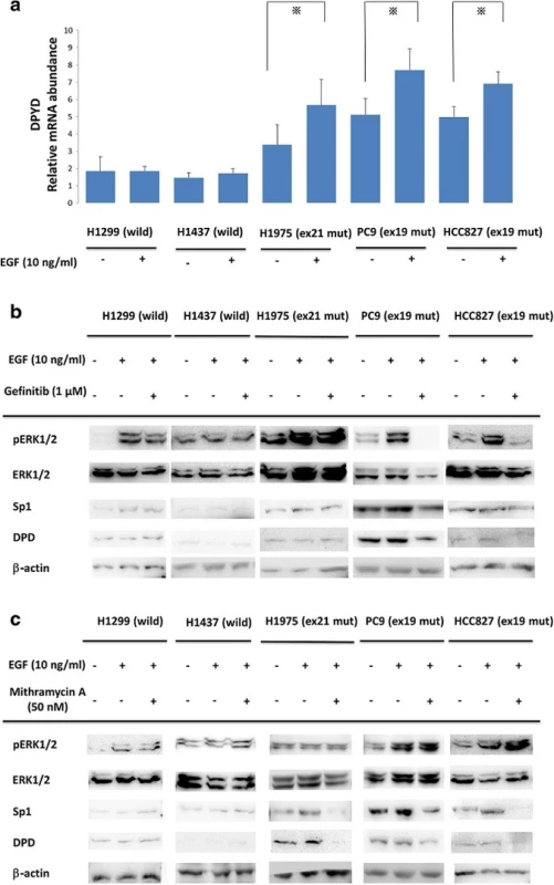 a Comparisons of <i>DPD</i> mRNA expression with EGF administration in NSCLC cell lines. Serum-free cells were incubated in the presence or absence of 10 ng/ml EGF. After that, <i>DPD</i> mRNA levels were quantified by RT-PCR. The experiment was performed in triplicate. *, <i>p</i>< 0.05 b, c NSCLC cell lines were treated with gefitinib (1 μM) or mithramycin A (50 nM) for 24 h followed by stimulation with 10 ng/ml EGF for 20 min. Extracted lysates were examined by western blotting. Results are representative of two independent experiments