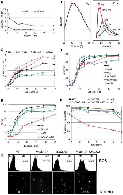 Xbp1 and Rad53 are required to stop cell division and maintain repression of <i>CLN3</i> transcription in stationary phase.