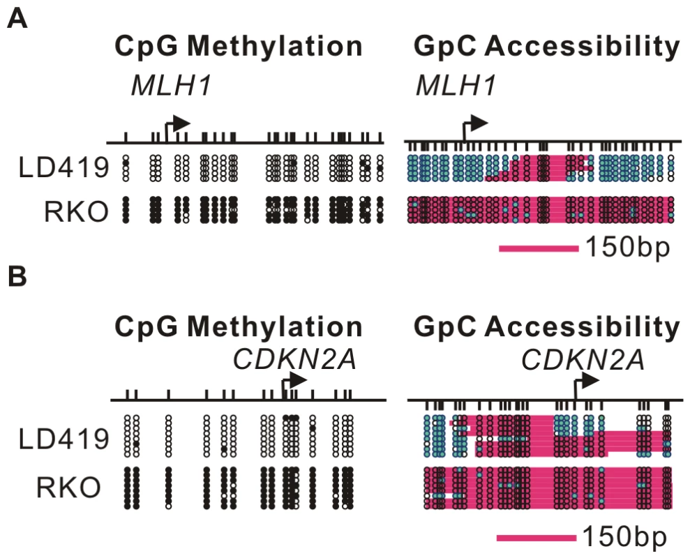DNA methylation influences nucleosome occupancy.