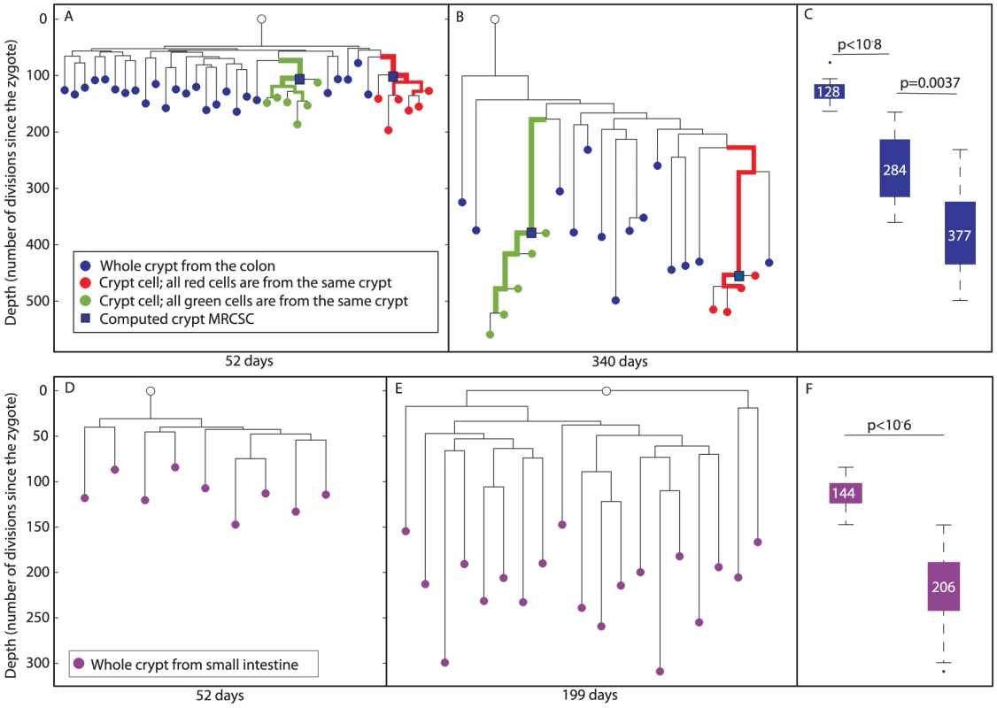 Reconstructed cell lineage trees show stem cell dynamics in colon and small intestine.