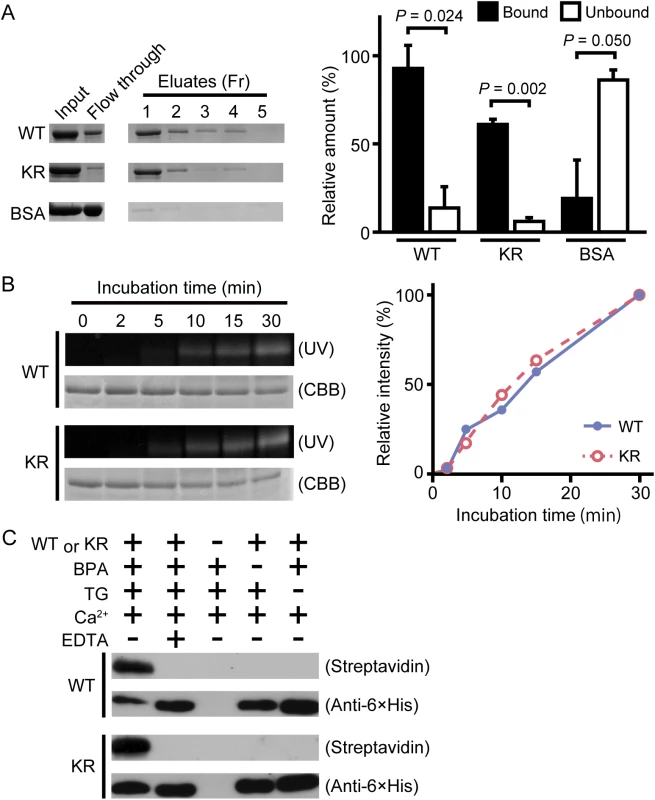 TG-dependent incorporation of monodansylcadaverine (MDC) or biotin pentylamine into drosocrystallin recombinants.