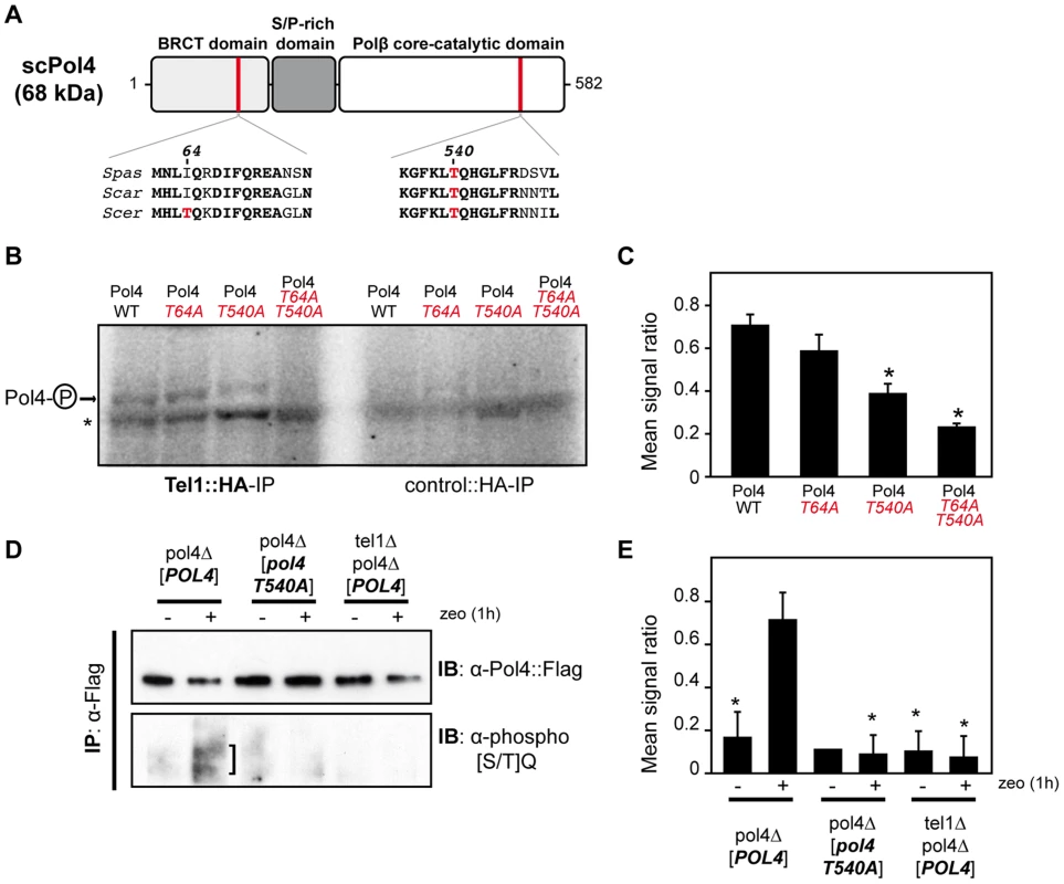 Pol4 phosphorylation by Tel1 kinase.