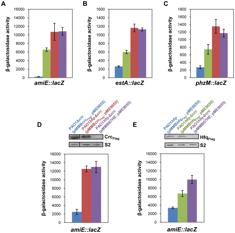 Repression of catabolic genes by Hfq.