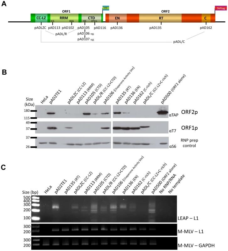 TAP tagged ORF2p and RT activity detection in RNP preparation.