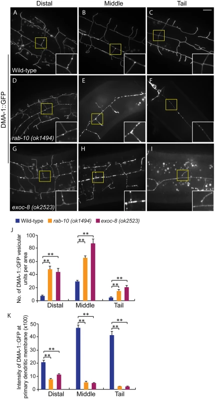Loss of <i>rab-10</i> and <i>exoc-8</i> perturbs DMA-1 transport to dendritic membranes.