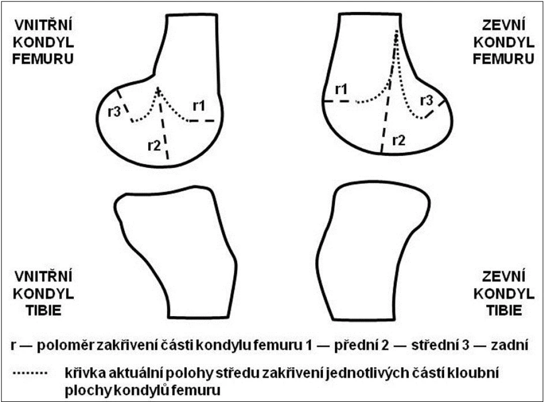Zkřivení kloubních ploch femuru a tibie v sagitální rovině (upraveno dle Kapandji, 1987).