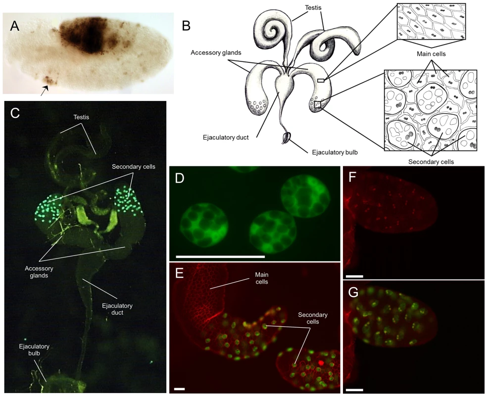 Expression patterns driven by the <i>Abd-B-Gal4</i> BAC.