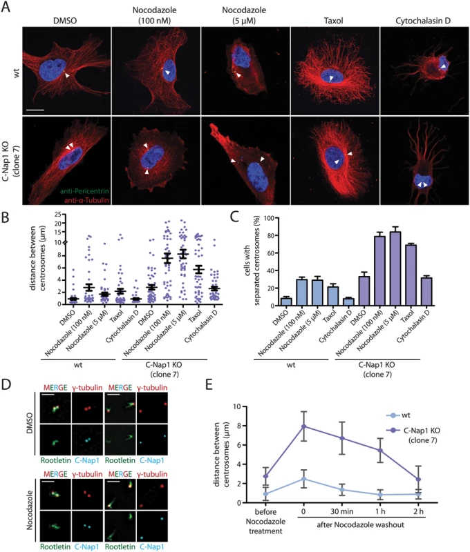In the absence of a centrosomal linker, microtubules position the two centrosomes of a cell relatively close together.