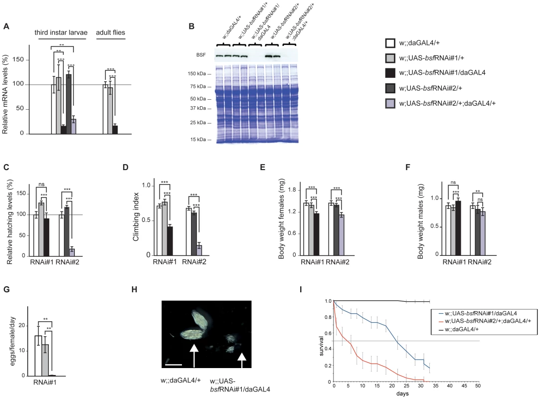 Ubiquitous bsf KD negatively affects hatching rate, climbing ability, body weight, and life span of Drosophila.