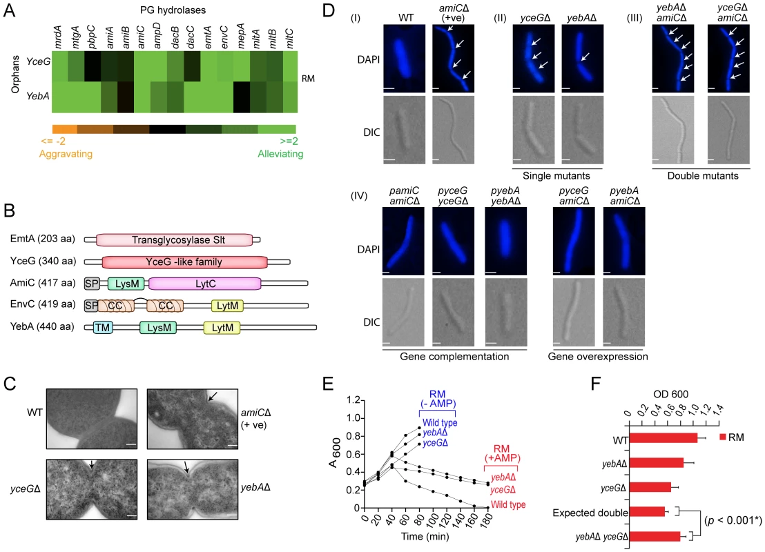 Novel hydrolase factors in septal PG splitting.