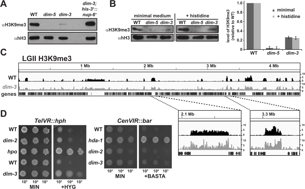 Global reduction of H3K9me3 in <i>dim-3</i>compromises telomeric silencing.