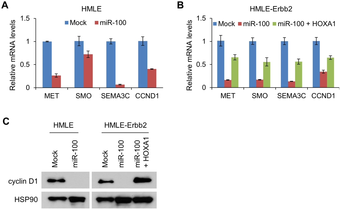 miR-100 downregulates multiple HOXA1 downstream targets involved in tumorigenesis, migration and invasion.