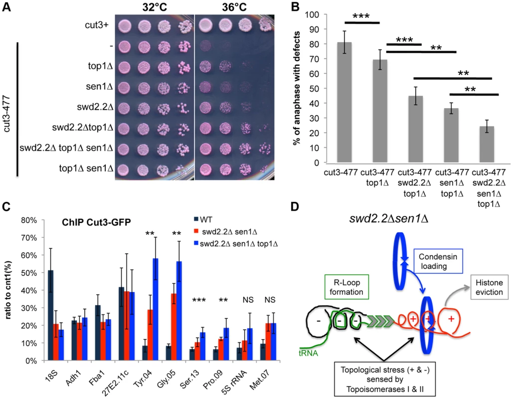 Lack of Top1 further increases the association of condensin with Pol III-transcribed genes when Swd2.2 and Sen1 are missing.