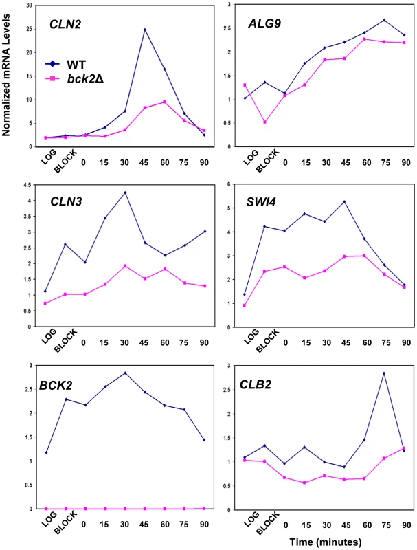 Effect of <i>BCK2</i> deletion on <i>CLN2</i>, <i>ALG9</i>, <i>CLN3</i>, <i>SWI4</i>, <i>BCK2</i>, and <i>CLB2</i> mRNA accumulation during the cell cycle.