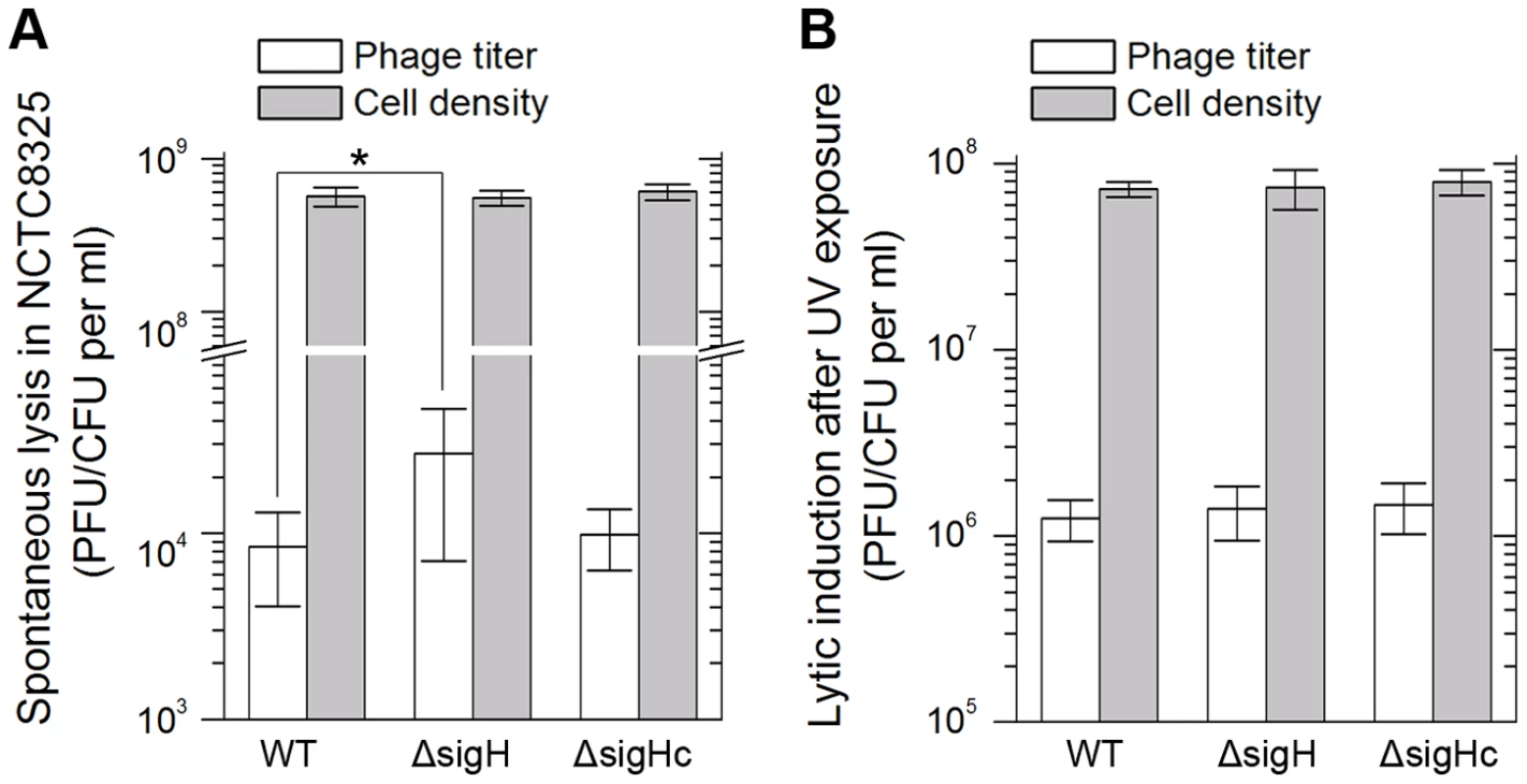 <i>SigH</i> deletion leads to an increase in spontaneous lysis.