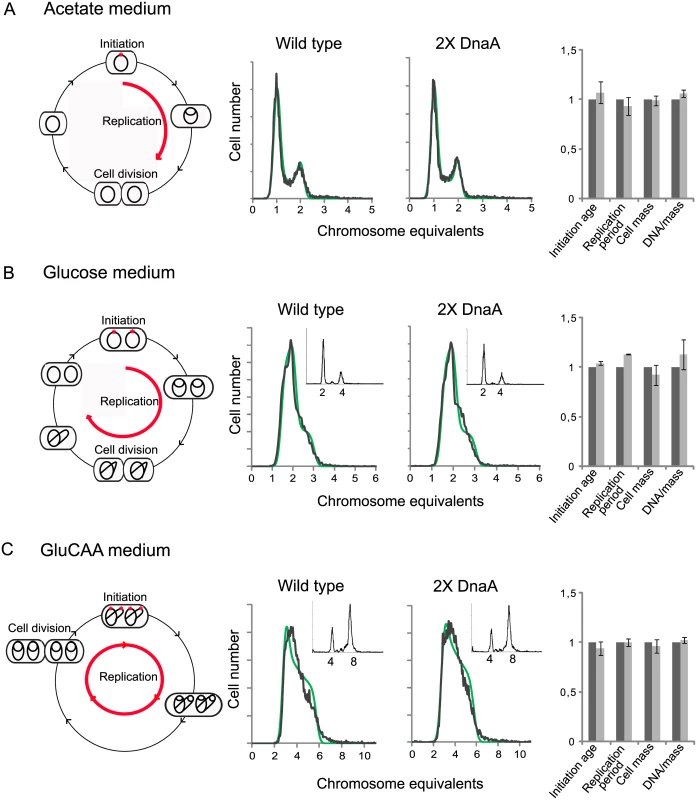 Cell cycle parameters are not changed in cells with a two-fold DnaA concentration.
