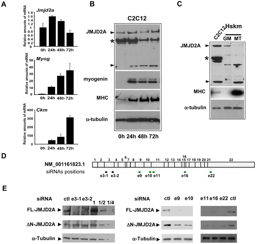 Expression of <i>JMJD2A</i> during muscle differentiation.