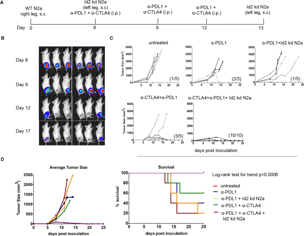 Combined vaccination with immunotherapy cures large established tumors and provides protective immunity.