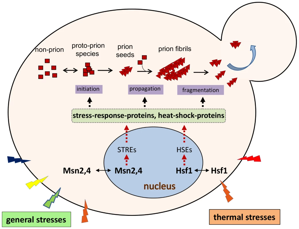 Environmental regulation of yeast prions.