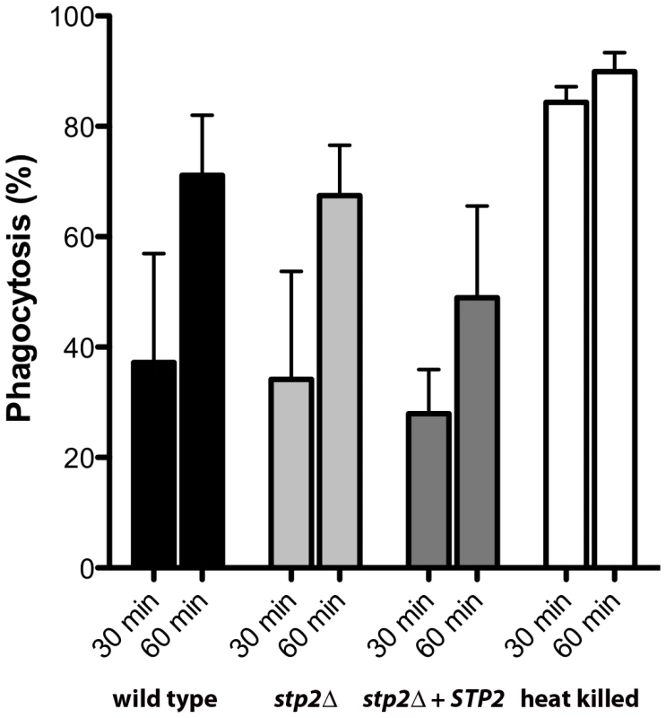 The phagocytosis rate of <i>stp2</i> mutant cells by RAW264.7 macrophages does not differ from the wild-type cells.