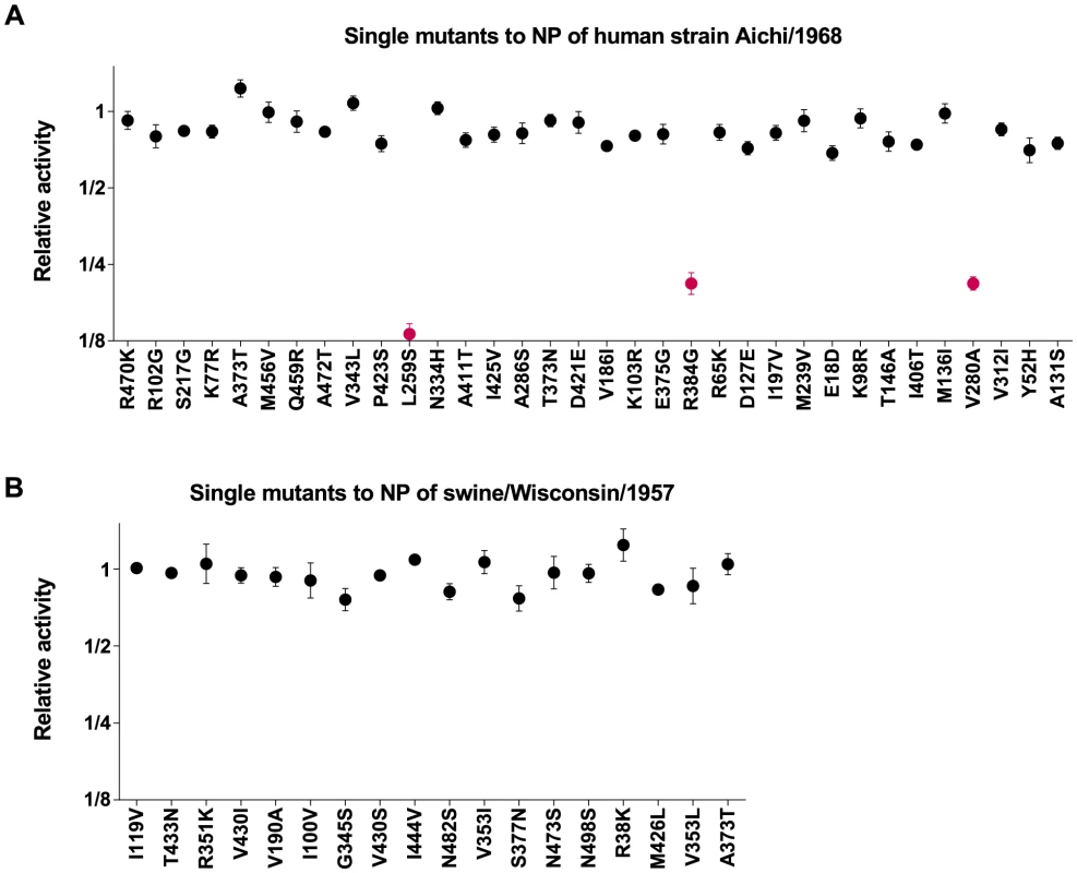 Epistatically constrained mutations are fixed in human but not swine NP.