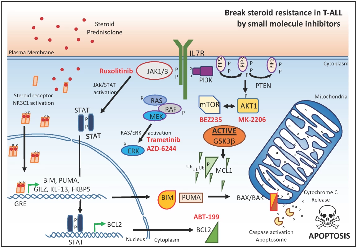 Small molecule inhibitors that reverse glucocorticoid resistance in T-ALL.